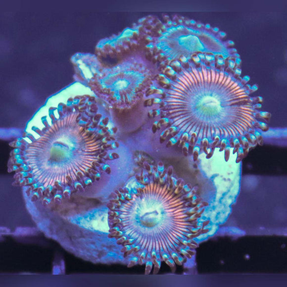 Berry Bushes Zoas WYSIWYG