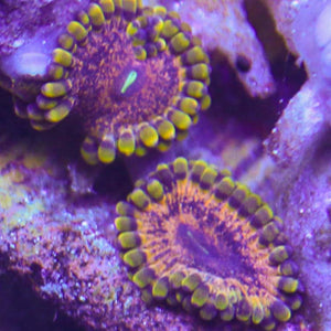 Golden Nugget Zoas 2 Polyps