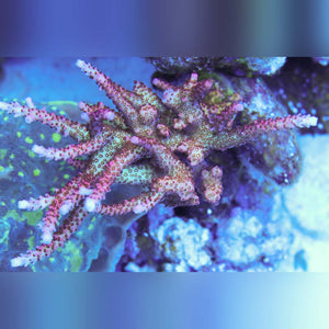 Pro Corals Rainbow Mille Frags