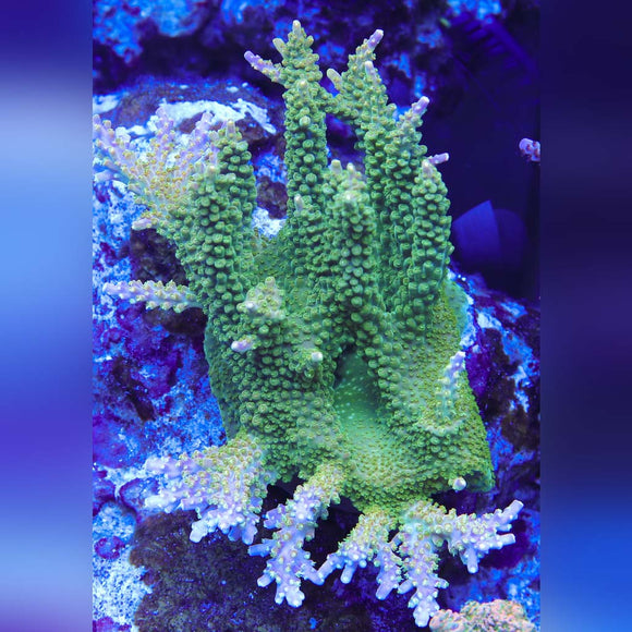 Reef Raft Manny Pacquiao Frags